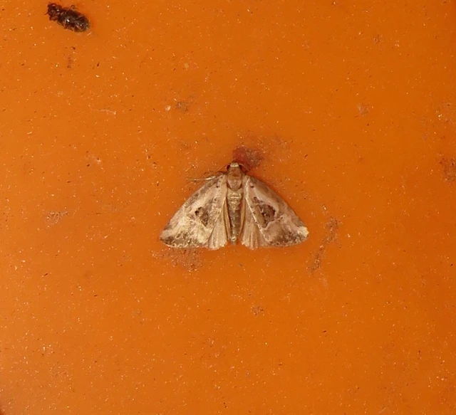 Hapalotis venustula - rózsaszínű mázasbagoly