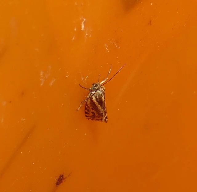 Emmelia trabealis - zebrabagoly