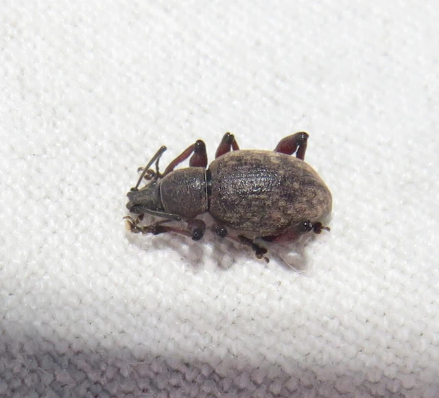 lécesorrú gyalogormányos - Dodecastichus mastix