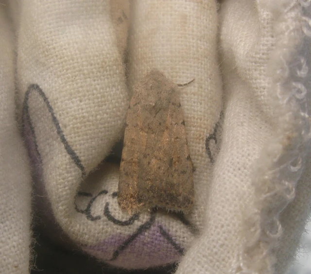 közönséges selymesbagoly - Paradrina clavipalpis