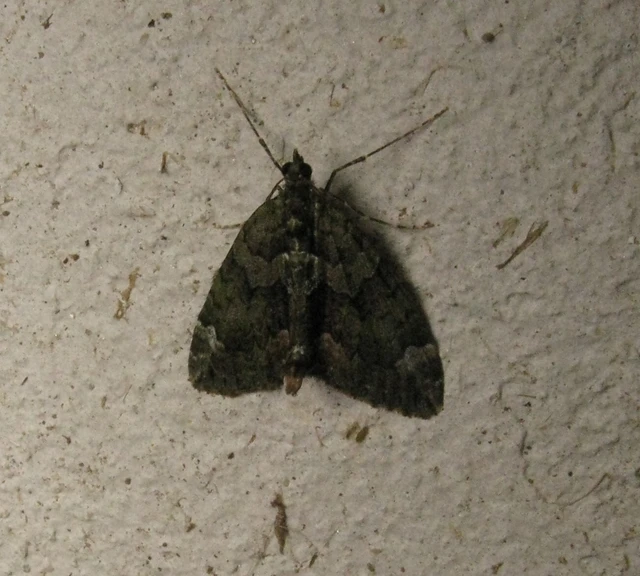 Chloroclysta siterata - salátazöld araszoló