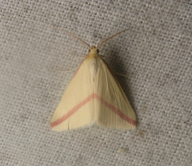 Rhodometra sacraria - rózsacsíkos araszoló