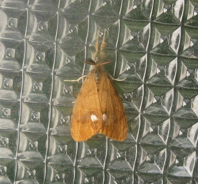 Orgyia antiqua - rozsdabarna kisszövő