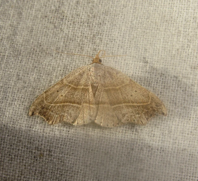 Laspeyria flexula - zuzmóbagoly