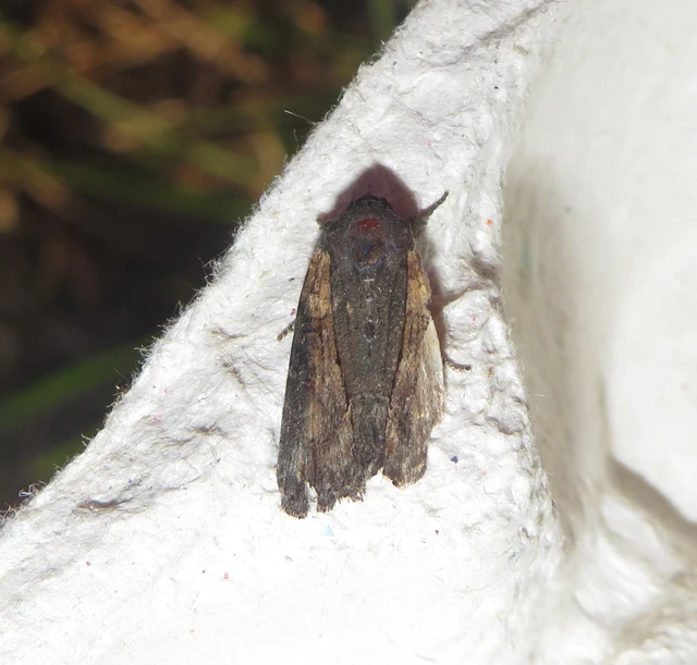 Bryophila raptricula/felina
