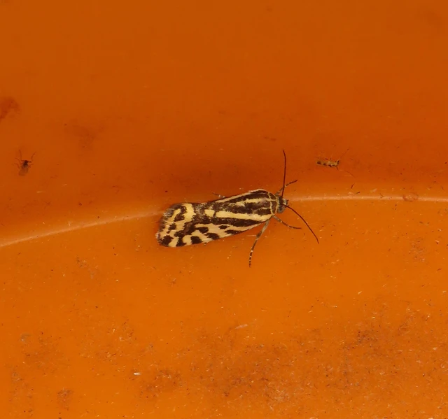 Emmelia trabealis - zebrabagoly