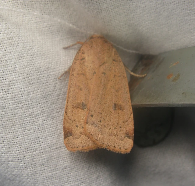 kis sárgafűbagoly - Noctua comes