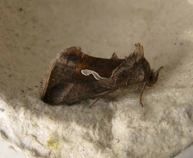 Macdunnoughia confusa - cseppfoltos ezüstbagoly