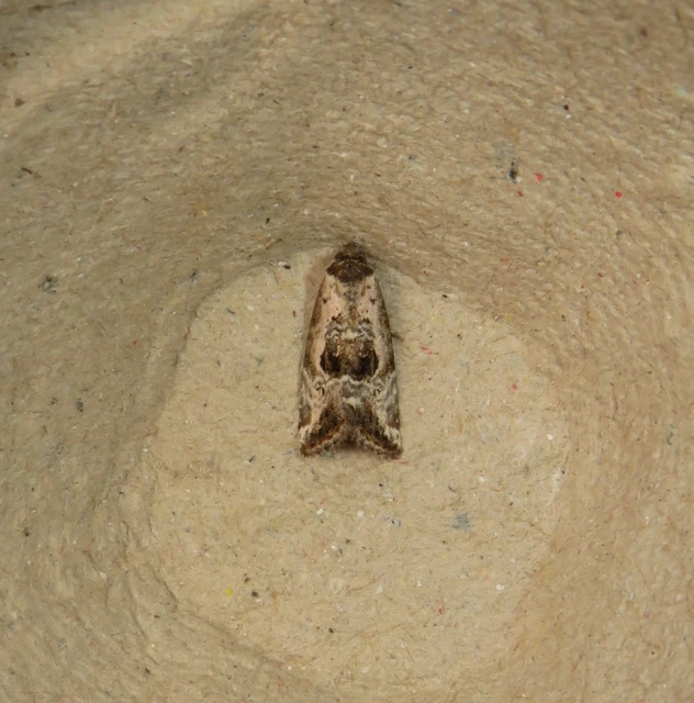 Hapalotis venustula - rózsaszínű mázasbagoly