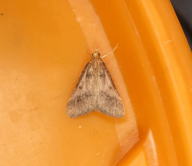 Stemmatophora brunnealis - barna fényilonca
