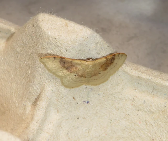 Idaea degeneraria - barnasávos araszoló