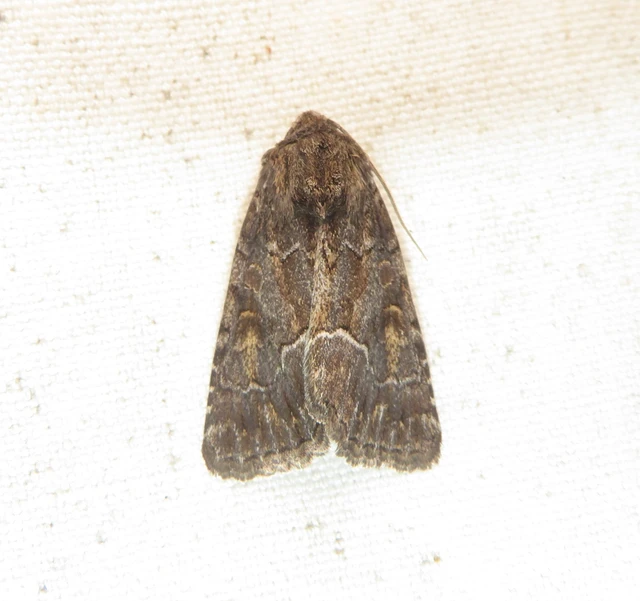 Thalpophila matura - fakó erdeibagoly
