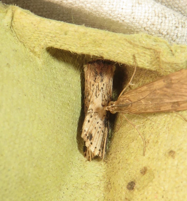Axylia putris - vonalkás földibagoly