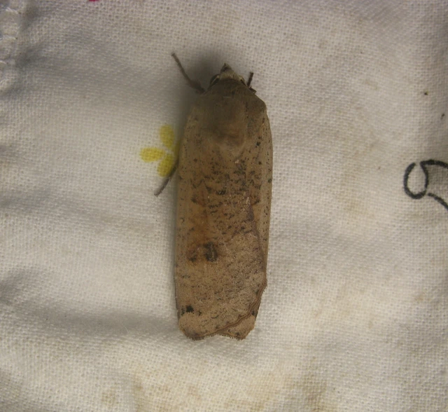 Noctua pronuba - nagy sárgafűbagoly
