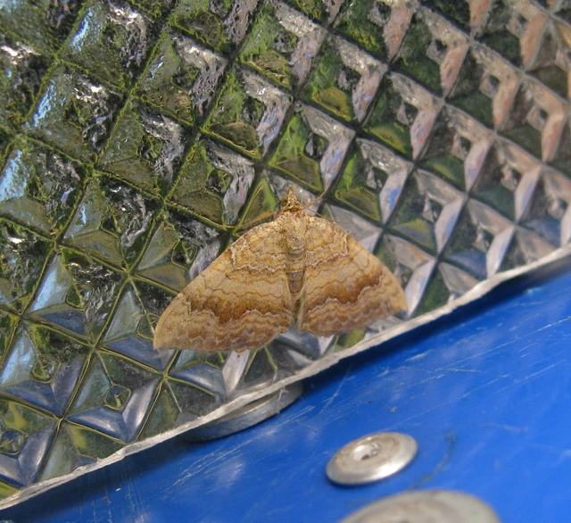Camptogramma bilineata - kétvonalas sávosaraszoló