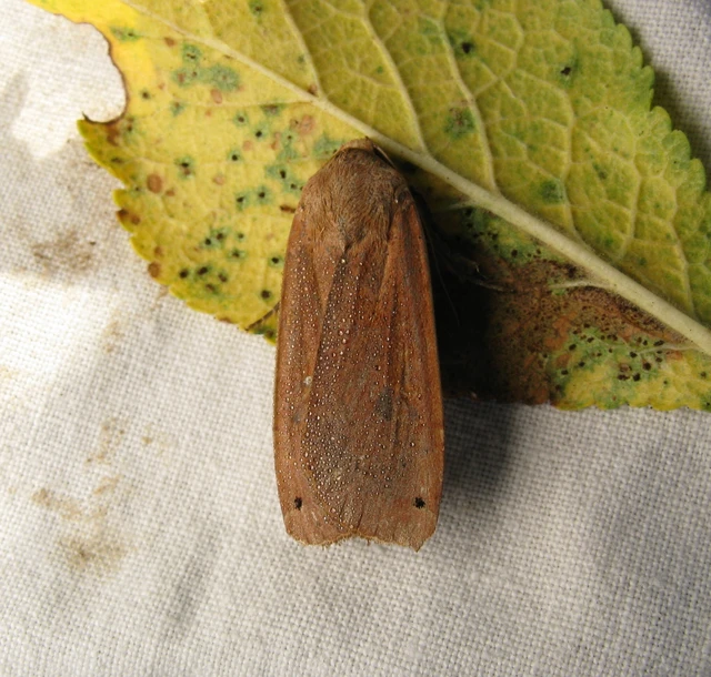 Noctua pronuba - nagy sárgafűbagoly
