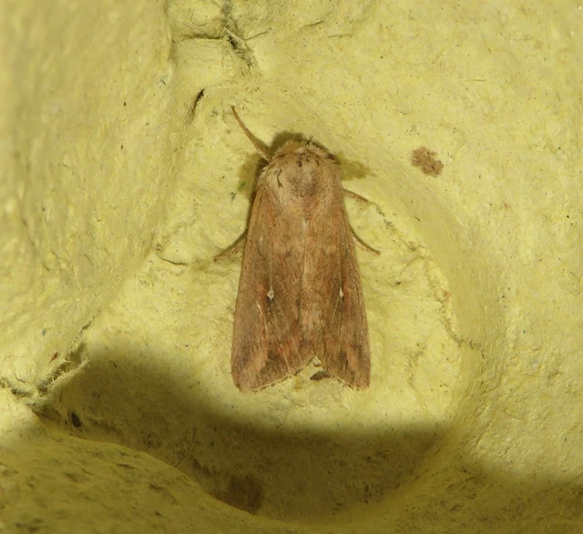 Mythimna albipuncta - fehérpettyes rétibagoly