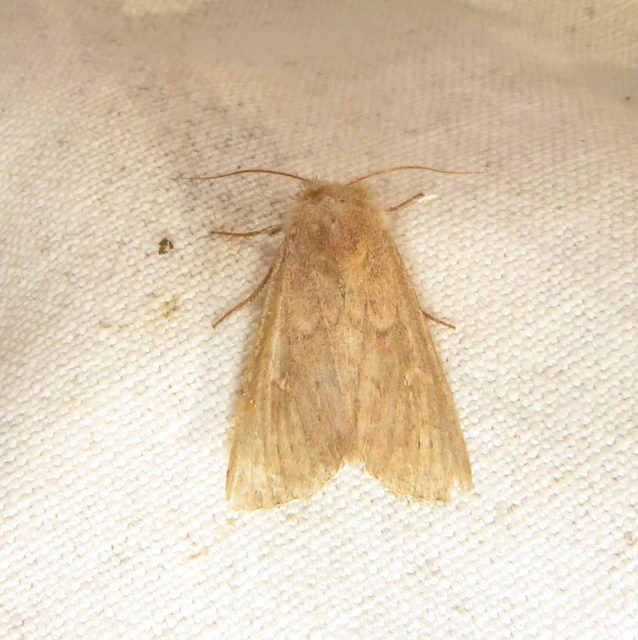 Mythimna albipuncta - fehérpettyes rétibagoly