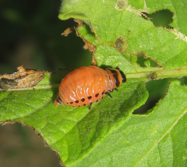 burgonyabogár - Leptinotarsa decemlineata