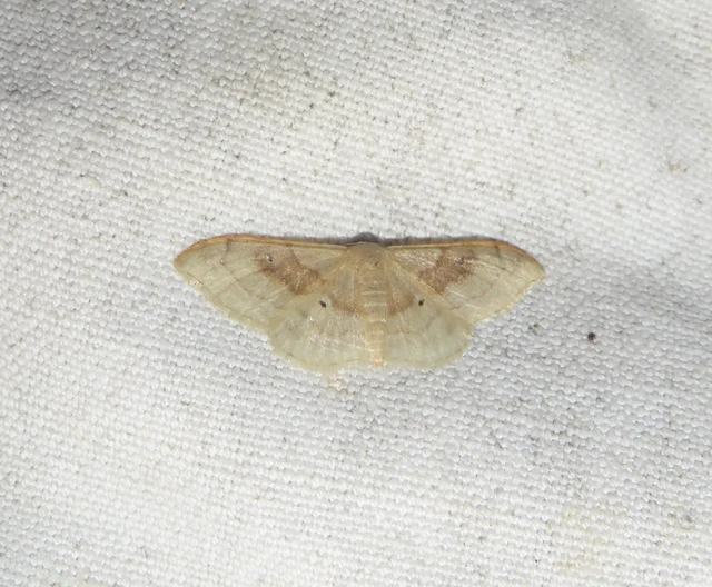 Idaea degeneraria - barnasávos araszoló