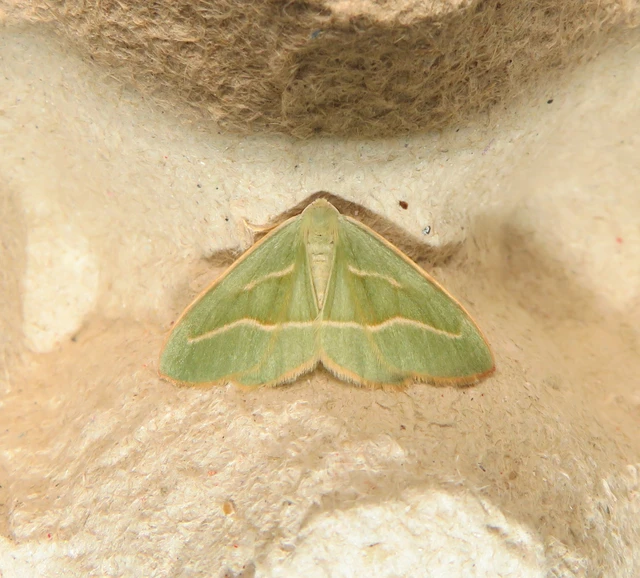 Hylaea fasciaria - erdeifenyő-sávosaraszoló