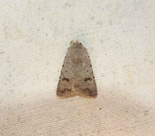 kétfoltos selymesbagoly - Platyperigea kadenii