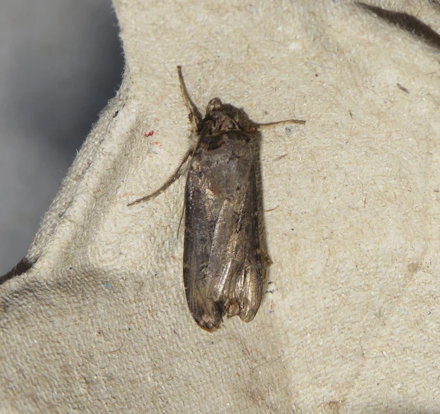 Agrotis ipsilon - nagy földibagoly