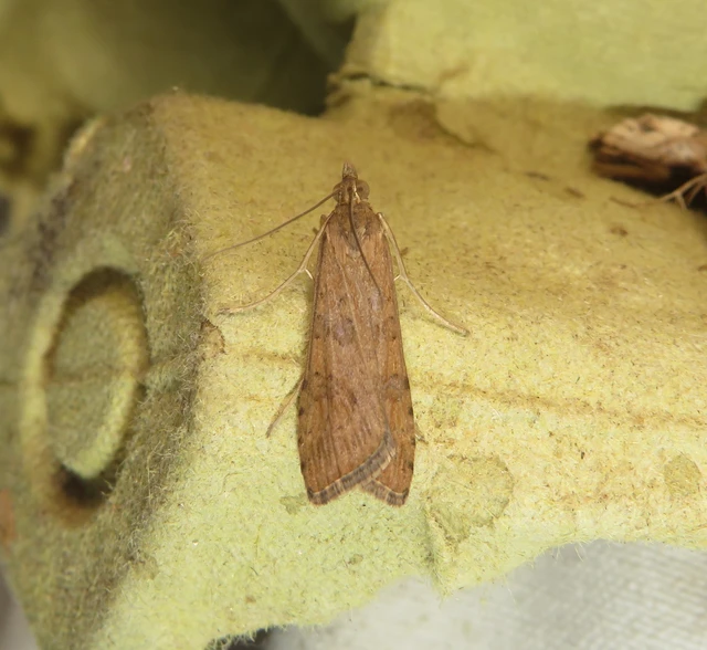 Nomophila noctuella - közönséges vándormoly