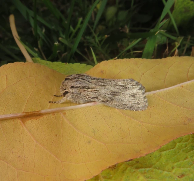 Asteroscopus sphinx - csillagnéző bundásbagoly
