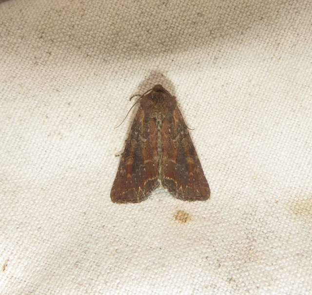 Thalpophila matura - fakó erdeibagoly