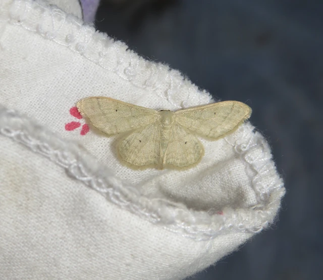 szalmasárga sávosaraszoló - Idaea straminata