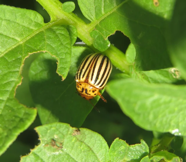 Leptinotarsa decemlineata - burgonyabogár