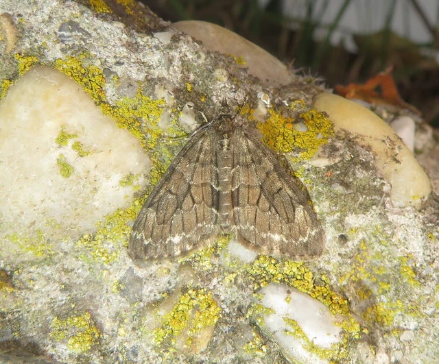 Thera variata/britannica