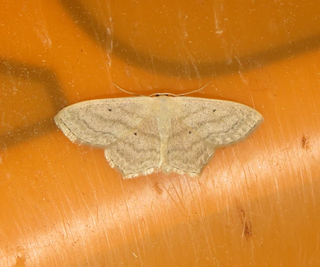 feketepettyes araszoló - Scopula nigropunctata