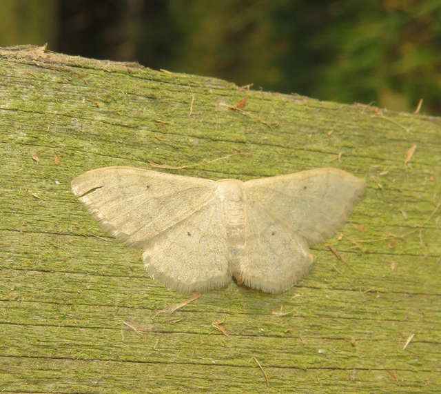 Idaea straminata - szalmasárga sávosaraszoló