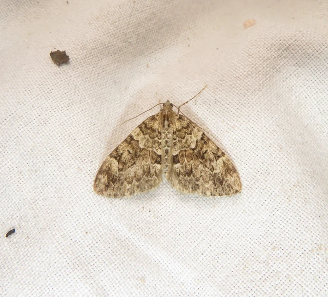 Thera variata/britannica