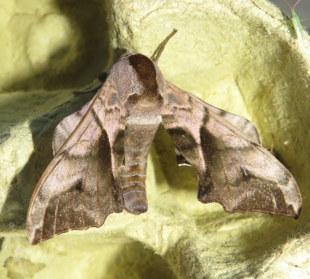 esti pávaszem - Smerinthus ocellatus