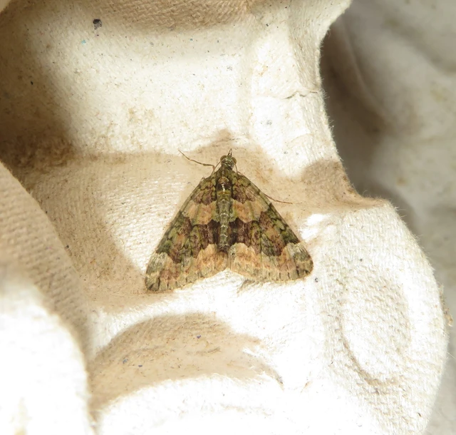 Chloroclysta siterata - salátazöld araszoló