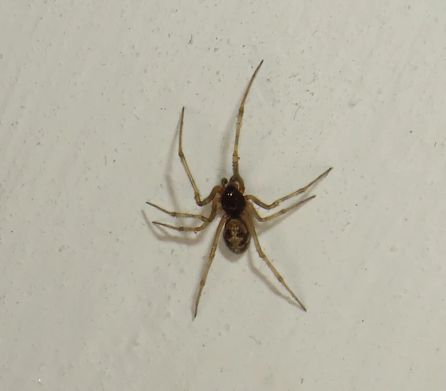 Steatoda triangulosa - háromszöges faggyúpók