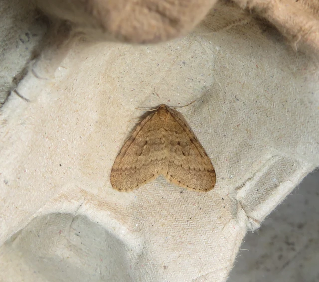 kis téliaraszoló - Operophtera brumata