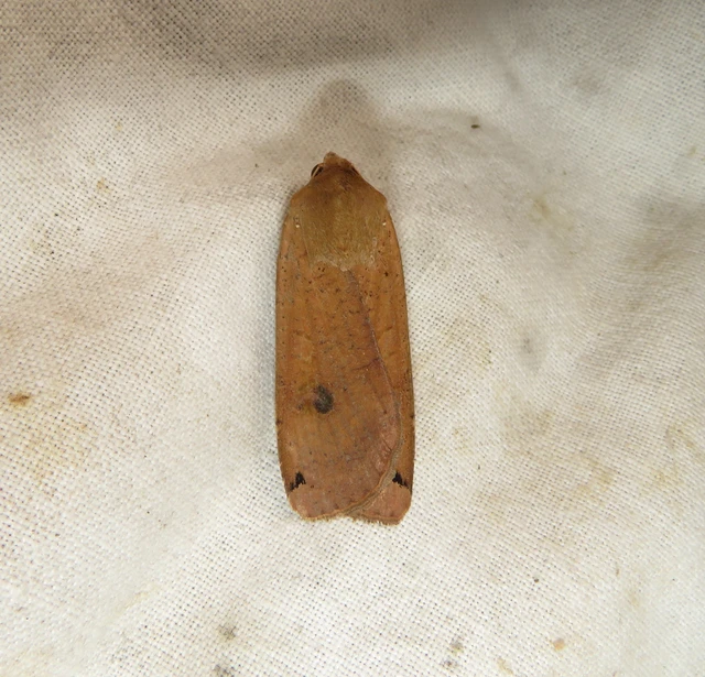 Noctua pronuba - nagy sárgafűbagoly