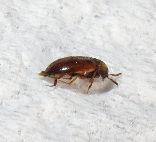 afrikai szűcsbogár - Attagenus smirnovi