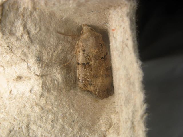 őszi fűbagoly - Eugnorisma depuncta