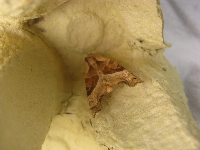 Phlogophora meticulosa - vándorló csipkésbagoly