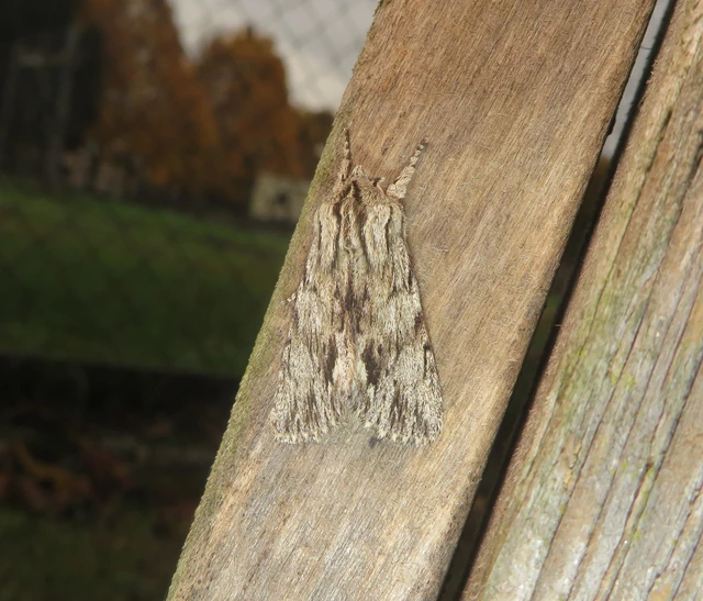 Asteroscopus sphinx - csillagnéző bundásbagoly