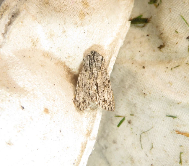 Asteroscopus sphinx - csillagnéző bundásbagoly
