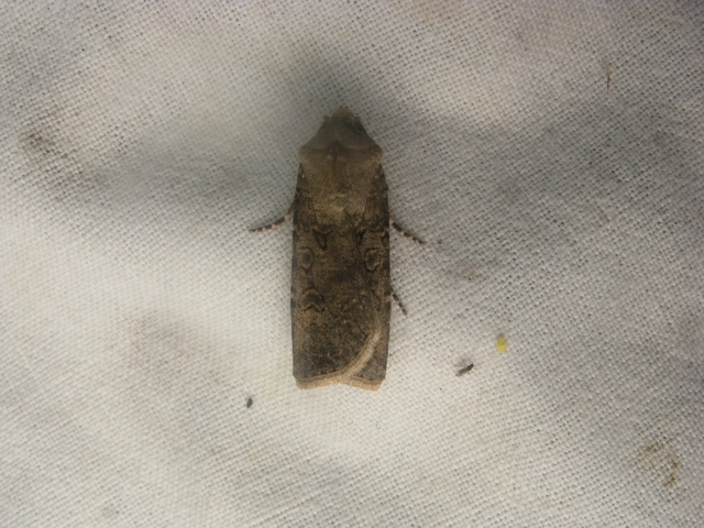 Agrotis segetum - vetési földibagoly