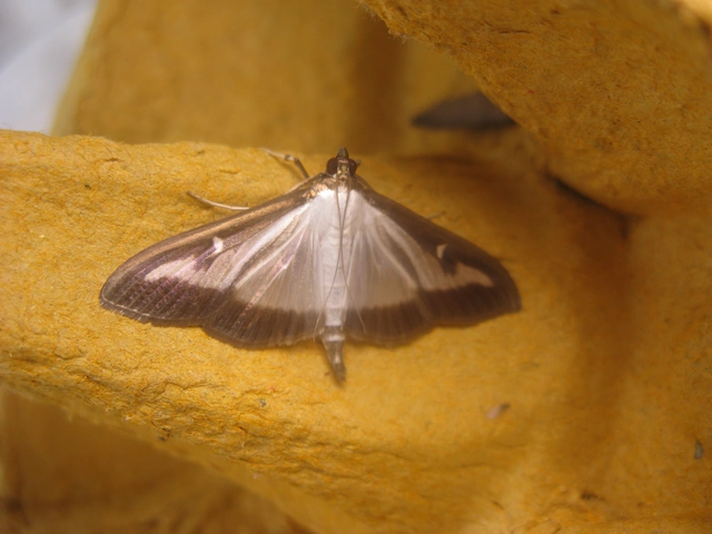 puszpáng-tűzmoly - Cydalima perspectalis