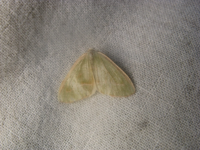 Hylaea fasciaria - erdeifenyő-sávosaraszoló