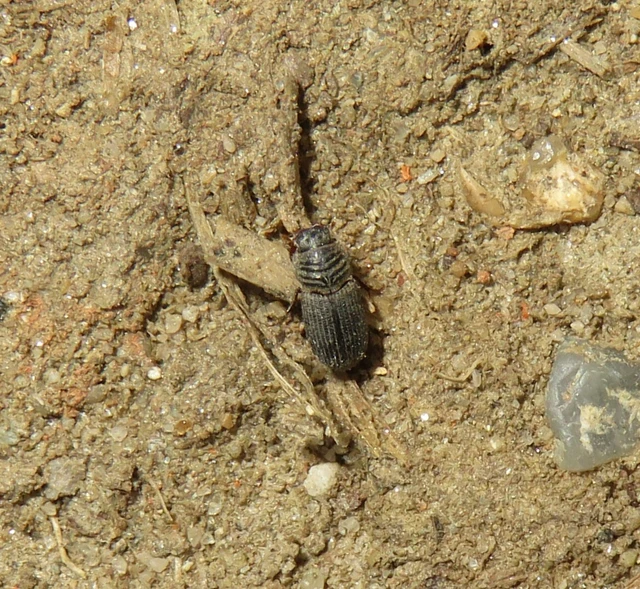 barázdásnyakú trágyabogár - Rhyssemus germanus